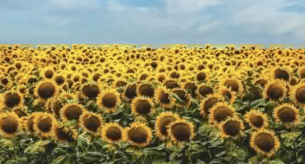 那些值得讓你摘抄下來的神仙句子...