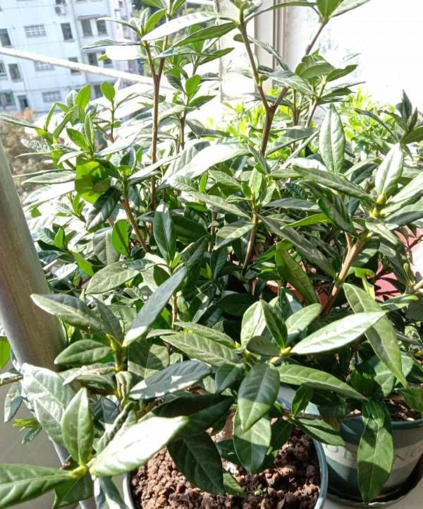 家裡的這些地方養花，放一盆死一盆，你是不是也中招了？