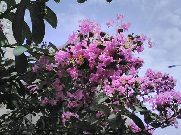 你喜歡紫薇花? 你喜歡紫薇花?