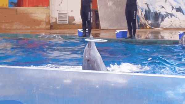 今日起，來大唐芙蓉園免費元宵趴