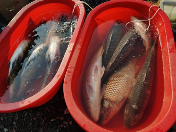 東北大集都有點啥，快跟我一起逛逛