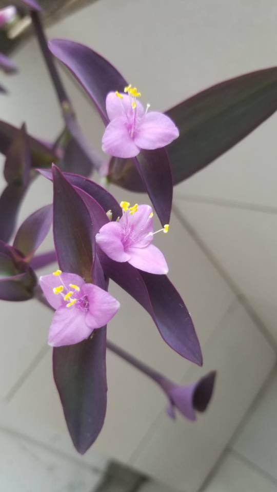 葉子美過花，簡單5個方面，輕鬆養好紫竹梅