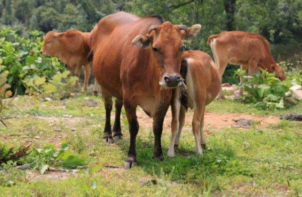 為何在西沙東島上，發現上百頭野牛？周邊都是海，它們從何而來？