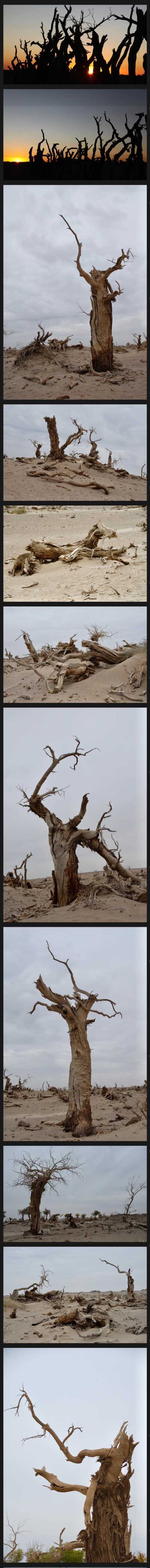 西樓影像「45」額濟納怪樹林 西樓影像「45」額濟納怪樹林