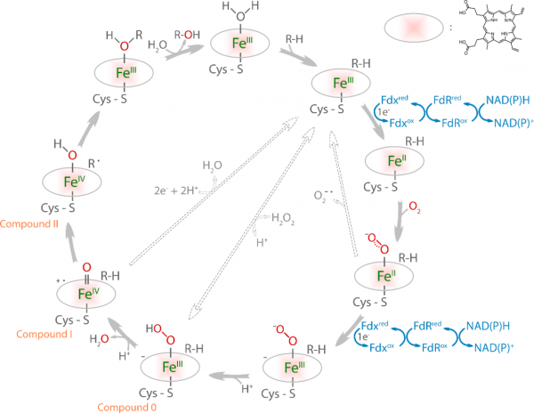 利用細菌來源P450酶體外模擬肝臟藥物代謝丨專訪山東大學李盛英 利用細菌來源P450酶體外模擬肝臟藥物代謝丨專訪山東大學李盛英
