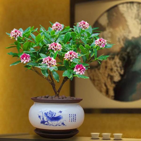 寓意祥瑞，瑞香花。過年養一盆，室內馨香，祥瑞安康