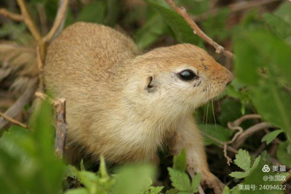 老媽貓口奪下大老鼠，讓我美餐一頓