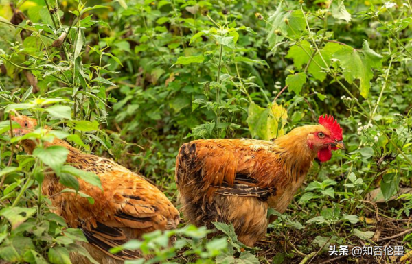 曾經大火的“林下養雞”，為啥如今沒人幹了？過來人道出原因