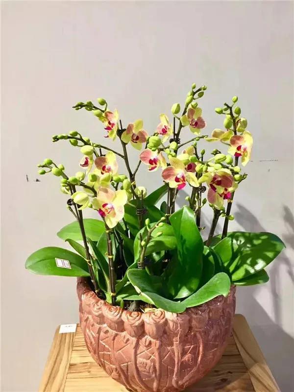 漂亮的蝴蝶蘭大全，顏色各異、姿態萬千