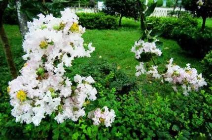 分享——紫薇花