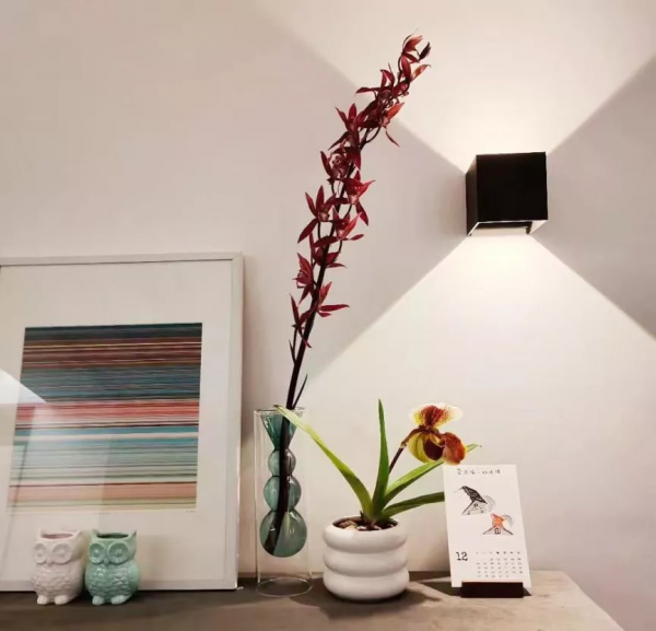 今年，養一棵兜蘭呀