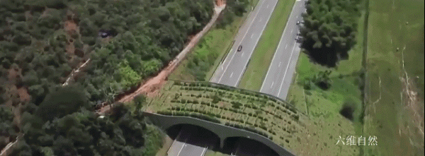 巴西為保護髮展一群金色的猴子,為其建造橋樑,幫助狨猴種群流動 巴西為保護髮展一群金色的猴子,為其建造橋樑,幫助狨猴種群流動