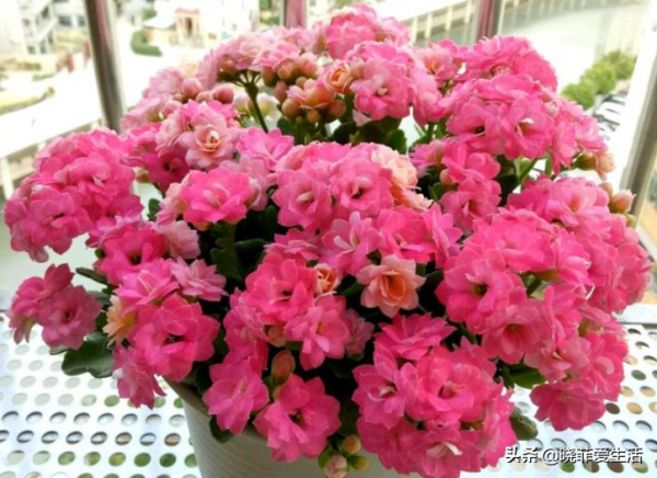 容易被水澆死的“14種花”，手太勤反而養不活