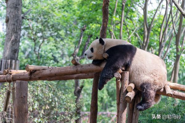 印度在氣候峰會上“胡鬧”！美國一點都不在乎，拜登圖的是什麼？