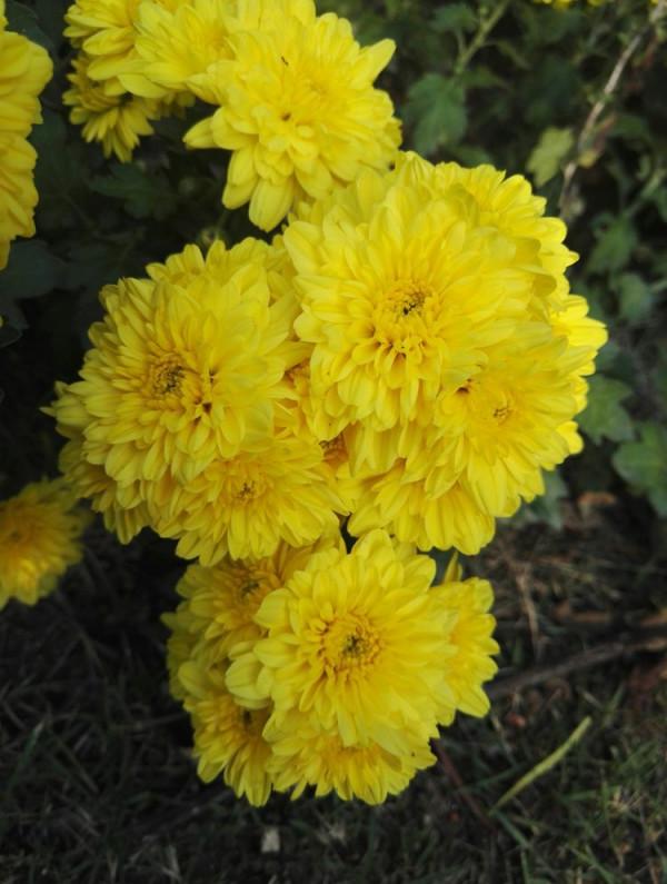 秋天4種“開花神器”,澆水就活,開花不停,開花中的“戰鬥機” 秋天4種“開花神器”,澆水就活,開花不停,開花中的“戰鬥機”