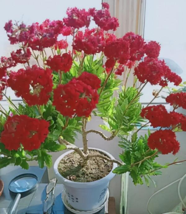 6種&OpenCurlyDoubleQuote;潛力花&rdquo;，小苗不起眼，養成老樁漂亮&OpenCurlyDoubleQuote;精貴&rdquo;，越養越值錢