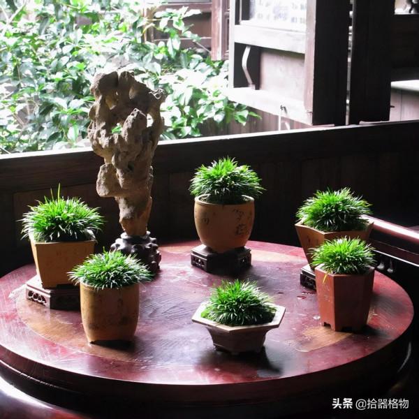 細說菖蒲品種 細說菖蒲品種