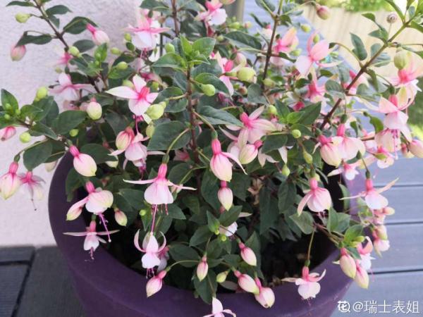 倒掛金鐘長成一棵樹，年年都開花，咋養的？