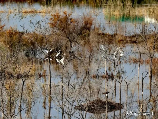 三隻黑天鵝暢遊永定河，多種珍稀鳥類齊聚房山這條生態廊道！