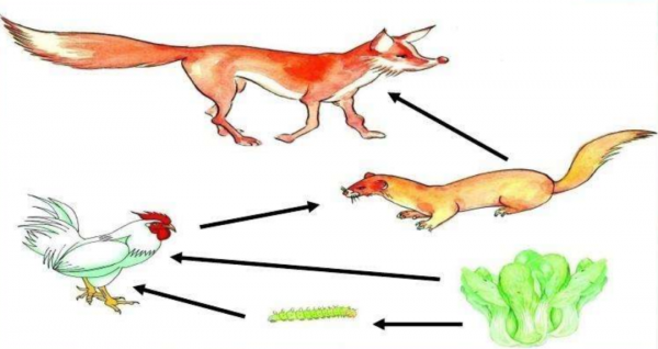 將100只家雞放到荒野中,它們3年後會有什麼變化?原因何在? 將100只家雞放到荒野中,它們3年後會有什麼變化?原因何在?