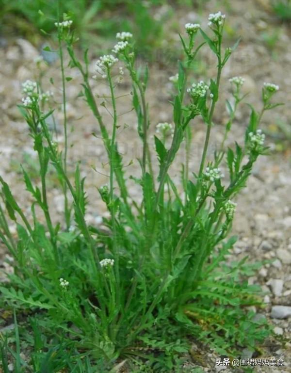 立春後多吃這6樣“綠色”蔬菜，及時清理腸道，減脂瘦身，真輕鬆