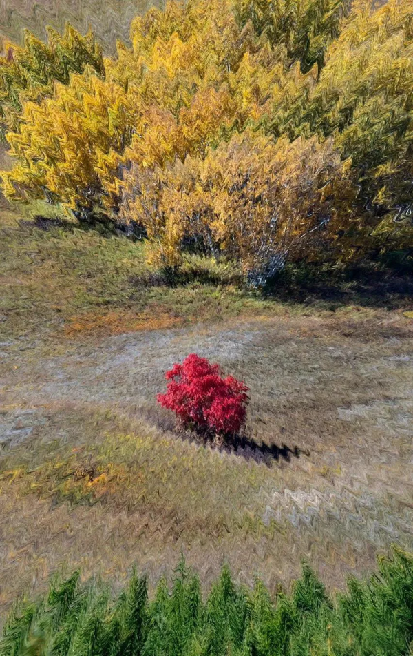 層林盡染的黃崗梁,許你一個秋天的童話 層林盡染的黃崗梁,許你一個秋天的童話