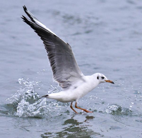 紅嘴鷗，一首生命的歌