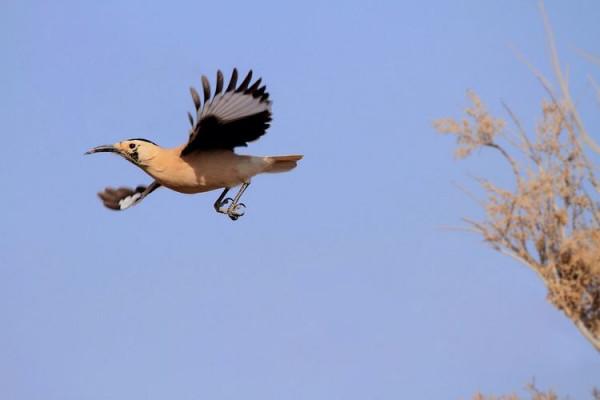 我國特有物種,沙漠喜鵲,迷你走地雞:白尾地鴉 我國特有物種,沙漠喜鵲,迷你走地雞:白尾地鴉