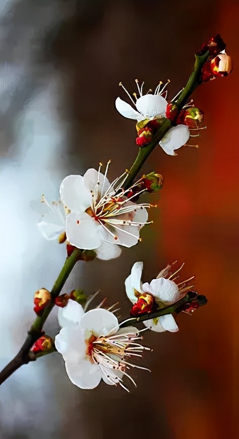 明日立冬，送你一組梅花圖，一首詩詞，願閤家團圓過暖冬