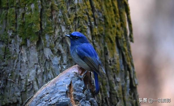校園候鳥季之——高畫質唯美的小仙鶲