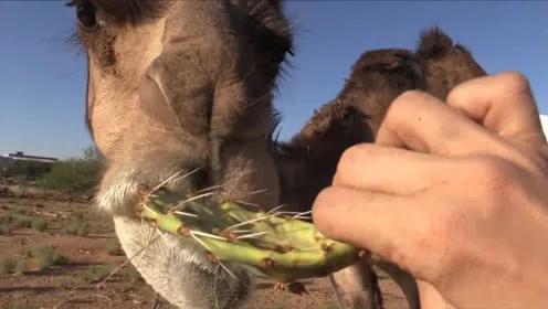 駱駝為什麼敢吃仙人掌？