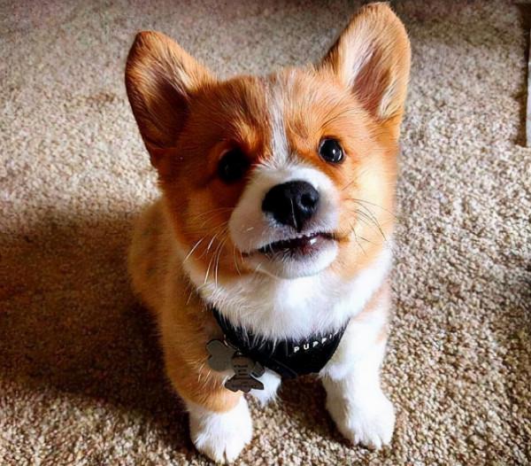 最友善的7種狗狗，天生善良，沒脾氣心眼好