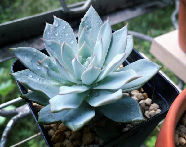 天涼，多肉進入生長“快車道”，滿足5點，莖葉長得又壯又美