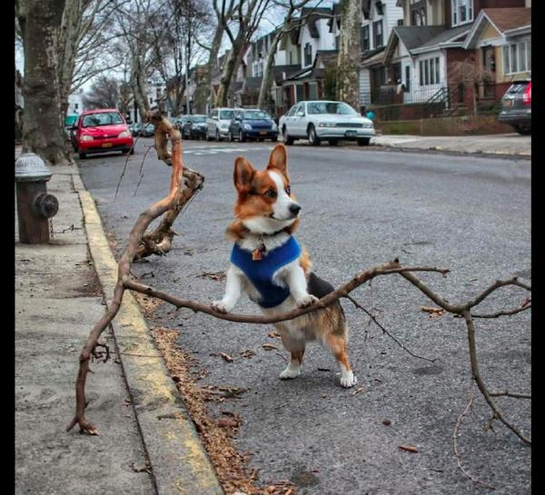 柯基想要叼個大樹枝回家，被主人拒絕後它滿臉不高興：氣死我了