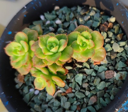 被雨露滋養的多肉