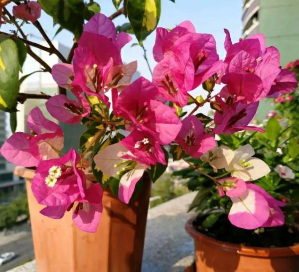 勤花三角梅中的“機器王”,曬曬太陽就開花,花朵鮮豔不徒長 勤花三角梅中的“機器王”,曬曬太陽就開花,花朵鮮豔不徒長