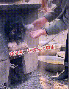 小狗鑽進“灶坑”取暖,不給貓咪留位置,主人拿它沒轍,扯不出來 小狗鑽進“灶坑”取暖,不給貓咪留位置,主人拿它沒轍,扯不出來