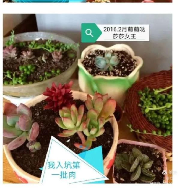 滿園春色：多肉陽光房的美好時光