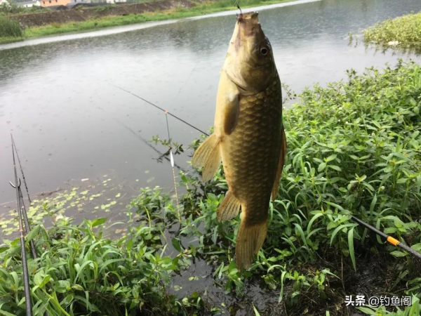 入冬後魚總往深水跑,掌握這幾個知識,魚獲才能蹭蹭上漲 入冬後魚總往深水跑,掌握這幾個知識,魚獲才能蹭蹭上漲