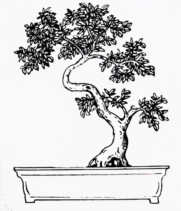 盆景中的“勢”歸納為四德六忌 盆景中的“勢”歸納為四德六忌