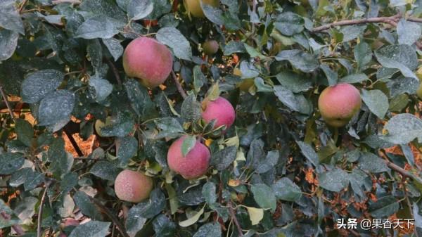 除了紅富士,種哪些品種能發財?這個論壇告訴你答案 除了紅富士,種哪些品種能發財?這個論壇告訴你答案