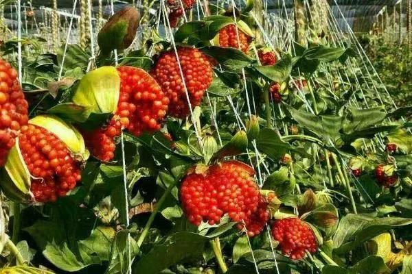 想賺錢的速來看，中藥材重樓種植前景好，價格高、需求量大