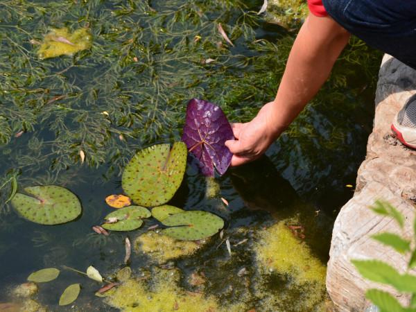 老人說“秋吃水八仙，賽過小神仙”，什麼是水八仙？看完漲知識了