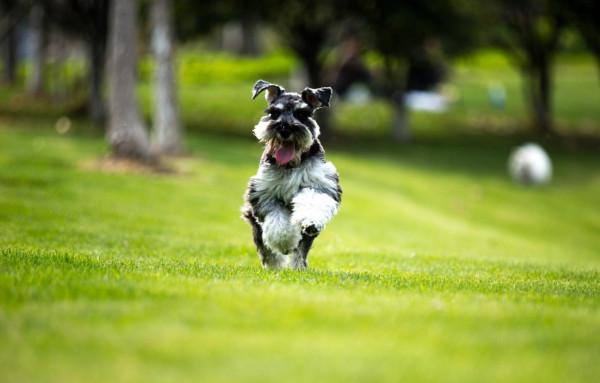 公認好養的5種狗,家裡養一隻很合適,壽命很長,還越養越值錢 公認好養的5種狗,家裡養一隻很合適,壽命很長,還越養越值錢
