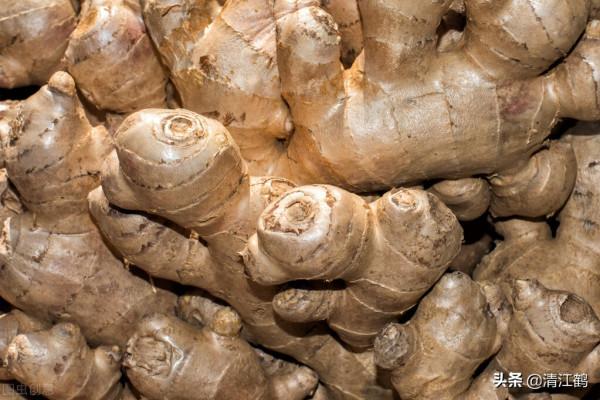 生薑種子窖藏:不凍不腐保溫保溼,翌年播種發芽率95%以上 生薑種子窖藏:不凍不腐保溫保溼,翌年播種發芽率95%以上