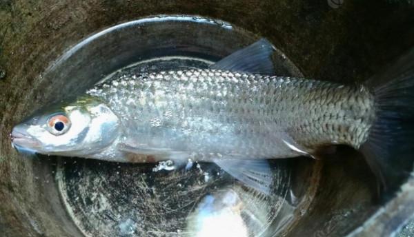 俗稱“野草魚”,過去河中隨便抓,如今野生少見,運氣好才能吃到 俗稱“野草魚”,過去河中隨便抓,如今野生少見,運氣好才能吃到