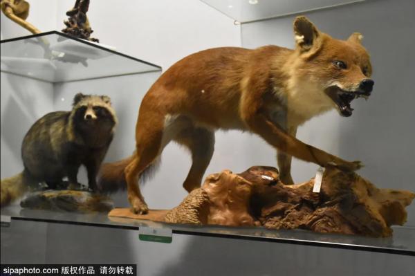 北京三家關於動物的博物館,帶你發現動物從古至今的那些秘密 北京三家關於動物的博物館,帶你發現動物從古至今的那些秘密