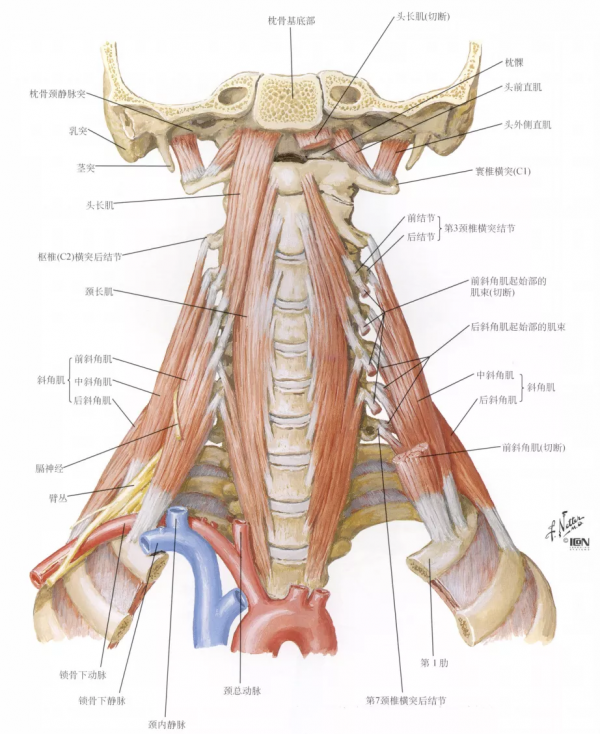 頸椎少見的3種鈣化性疾病 頸椎少見的3種鈣化性疾病
