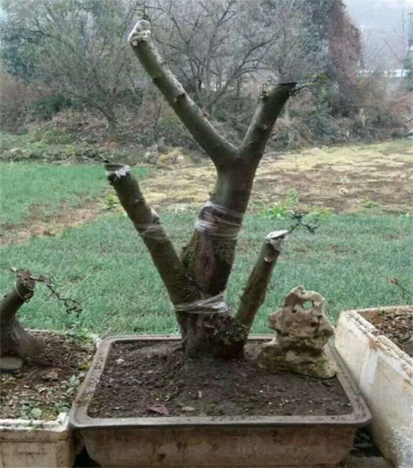 去年山上挖根“黑木樁”，養個1年時間改頭換面，成吉祥果樹盆景