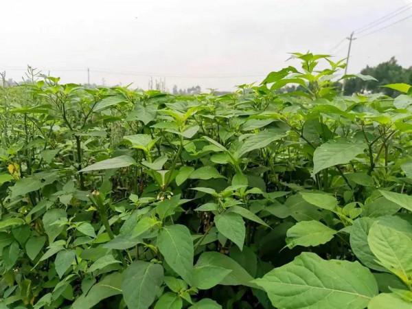 白花菜:新鮮的沒人吃,醃鹹菜卻是一絕,還是酒席壓軸菜 白花菜:新鮮的沒人吃,醃鹹菜卻是一絕,還是酒席壓軸菜